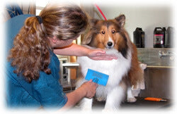 Making Grooming Pets Easier
