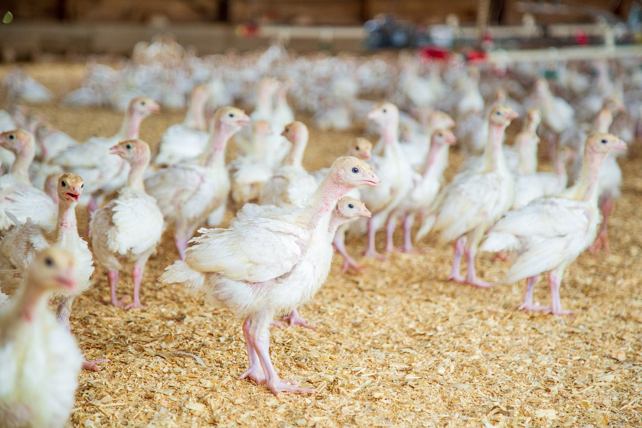 Pressure Cleaning Poultry Farms